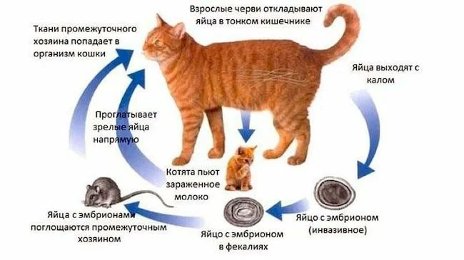 какие паразиты передаются от кошки человеку