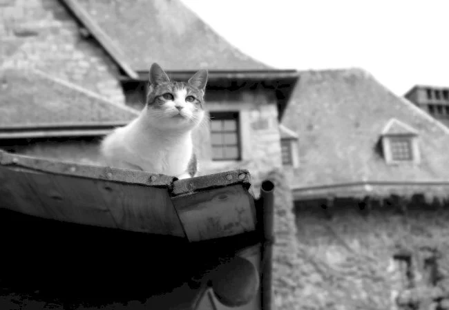 кошки могут жить на крыше