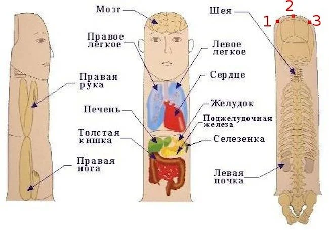 Су Джок терапия на пальцах кистей рук