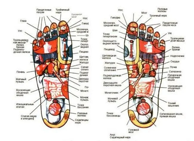 су джок терапия на стопах ног